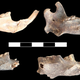 Mandibles of mole-rats found at the rock shelter.